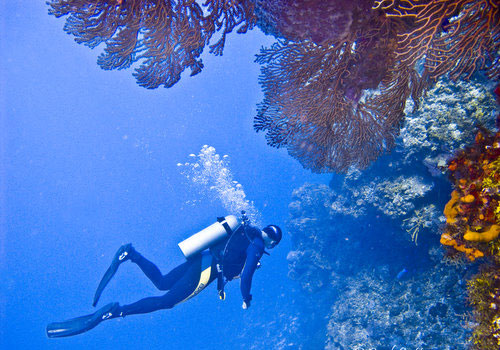 Colombia | The Reefs of Cozumel