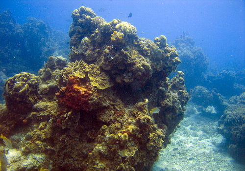 Colombia Shallows | The Reefs of Cozumel